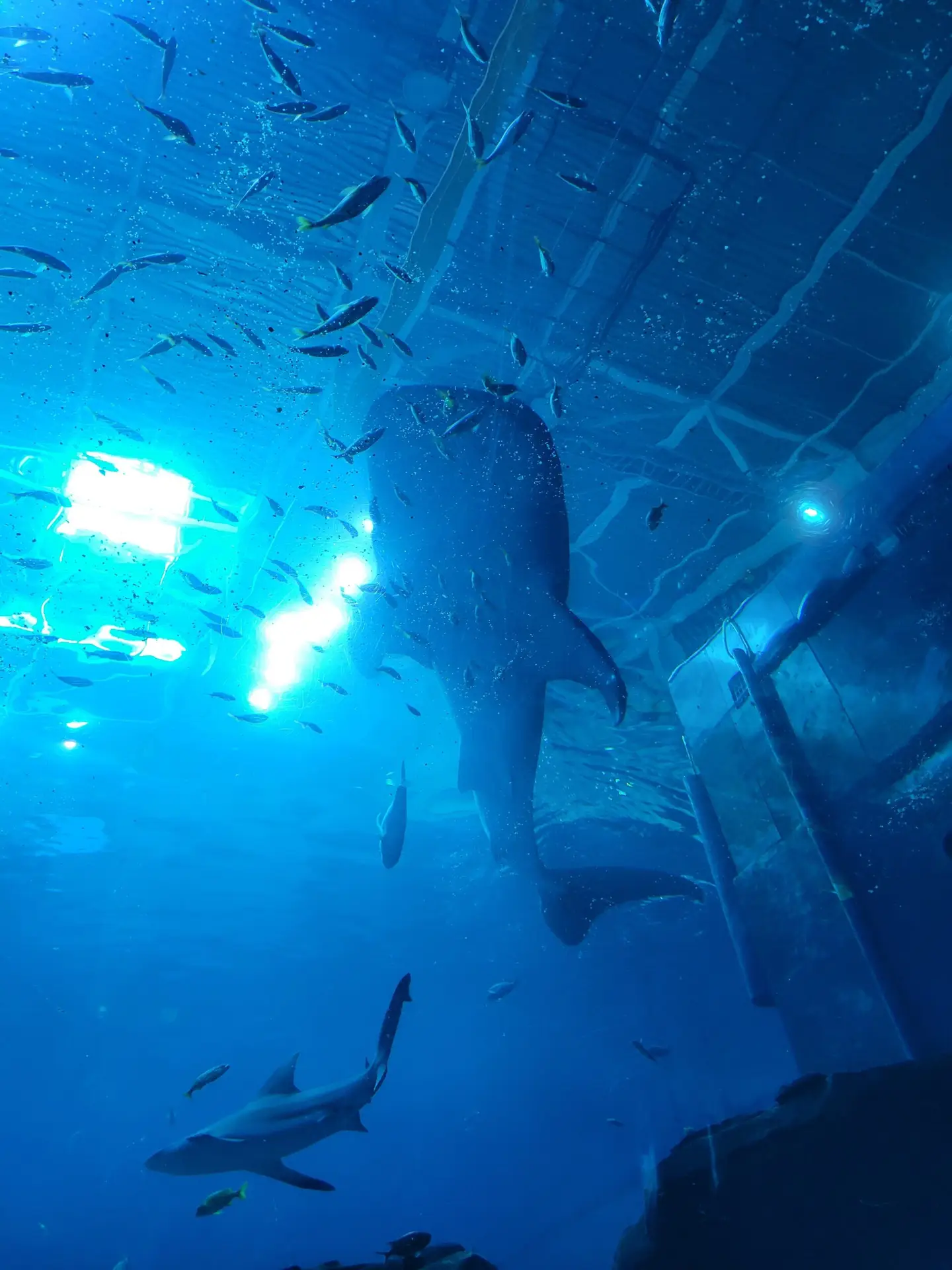 Whale shark at the Georgia Aquarium