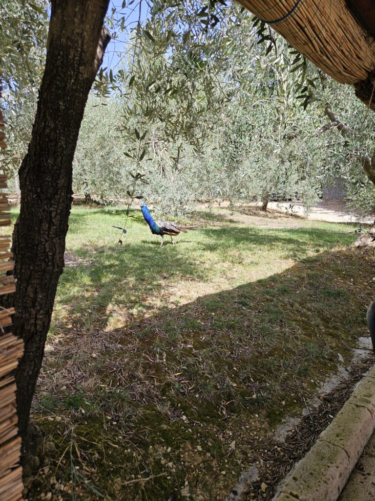 Tenuta Casanova Vineyard, photo of a blue peacock