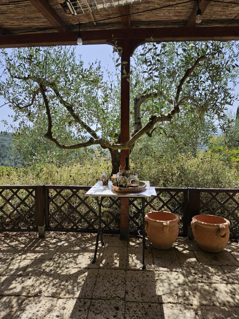 Photo from a porch in Tuscany showing a small branching tree, terra cotta pots and vineyard in the background.