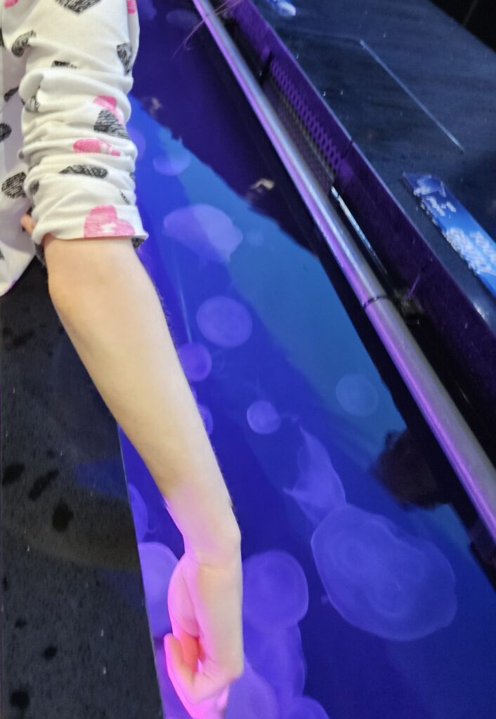A Moon Jellyfish tank with a child sticking in their hand to touch.