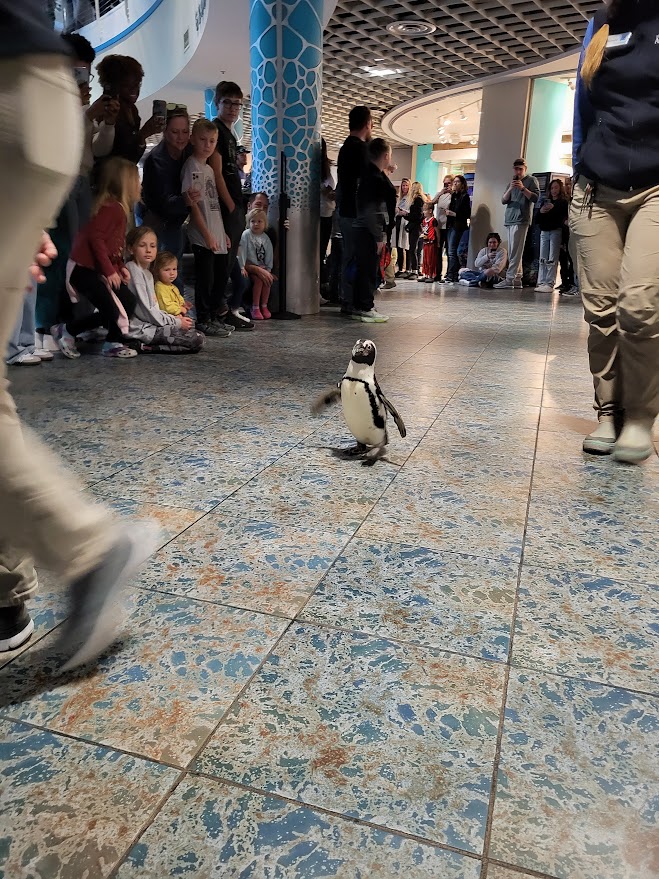 A photo of a penguin surrounded by a crowd.