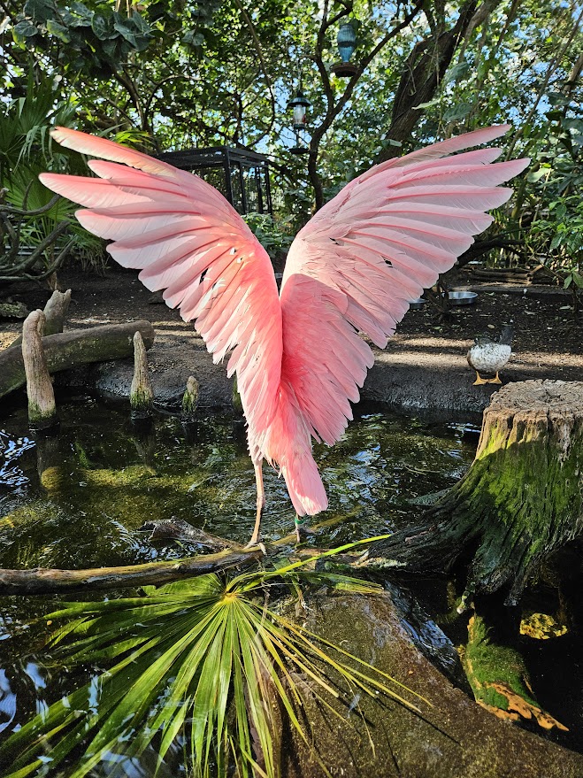 A bright colored pink Roseate Spoonbill shown from behind, raising it's feathers at the Florida Aquarium.