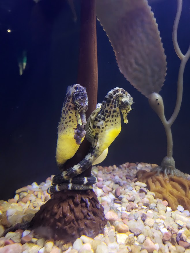 Two yellow and black seahorses, one carrying eggs, wrapped around a small pole in the Florida Aquarium tank.
