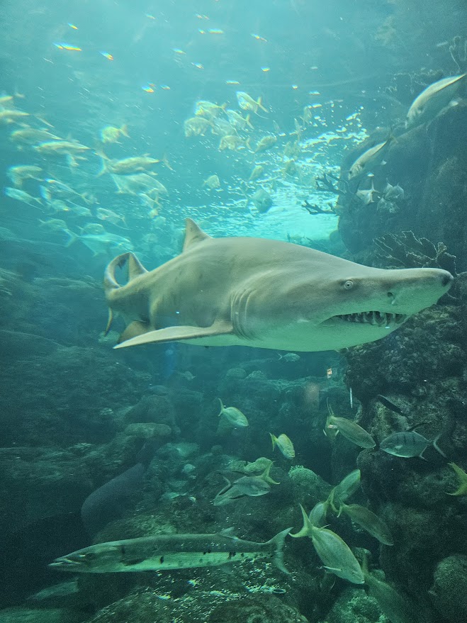 A tiger shark staring through the glass tank.