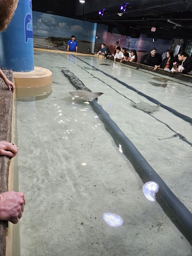 A large cownose stingray tank with rays swimming and people crowded around to view.