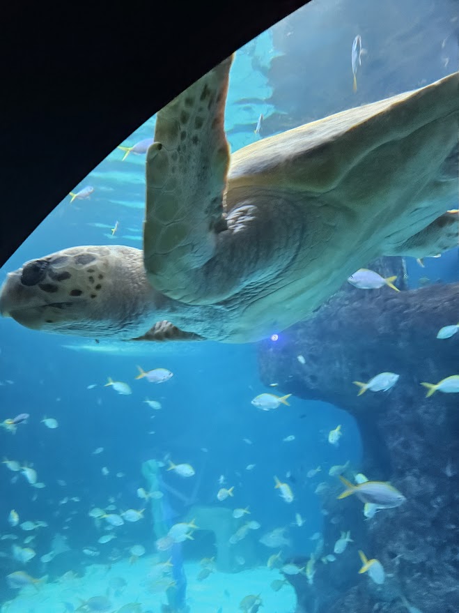 A giant sea turtle swimming close to the glass tank at the Florida Aquarium,