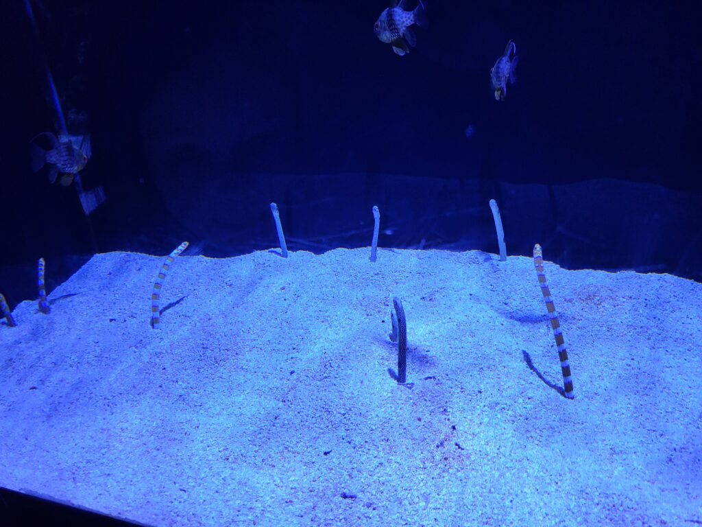 Tiny eels sticking up from sand that look like swaying grass at the Florida Aquarium.