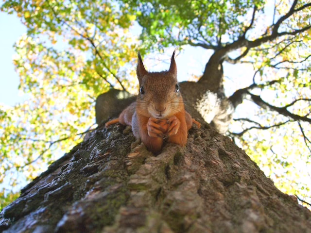 Squirrel holding an acorn looking adoringly at the camera while lying on a tree.